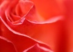 Macro Rose