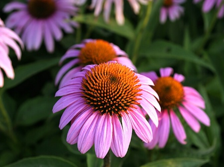 Echinacea purpurea - Cone Flower