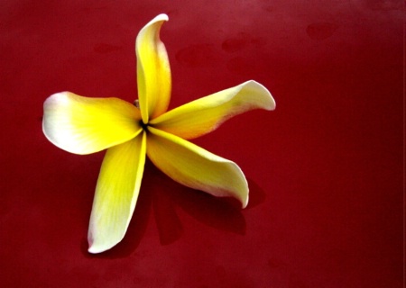 The Photo Contest 2nd Place Winner - HAWAII PLUMERIA