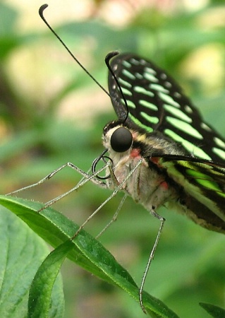 The Eye of the Butterfly