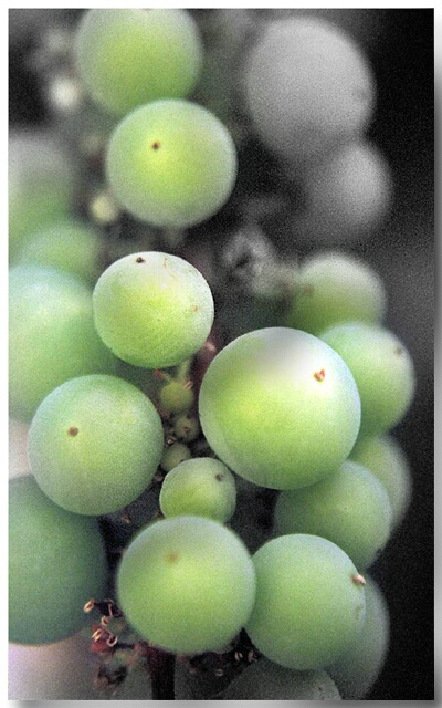 Grapes