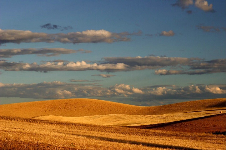 The Palouse Evening in August (1)