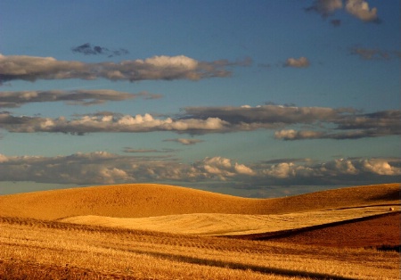 The Palouse Evening in August (1)