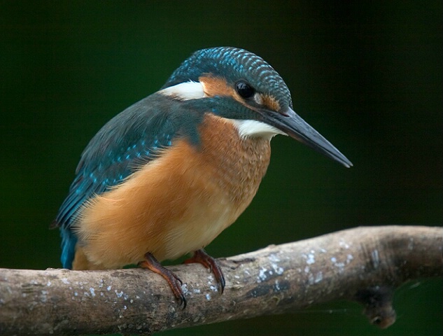 Winged Jewel (Kingfisher)