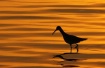 Echoes of Light a...