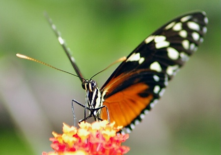 Heliconius hecale II