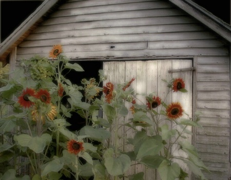 Old Country Shed 