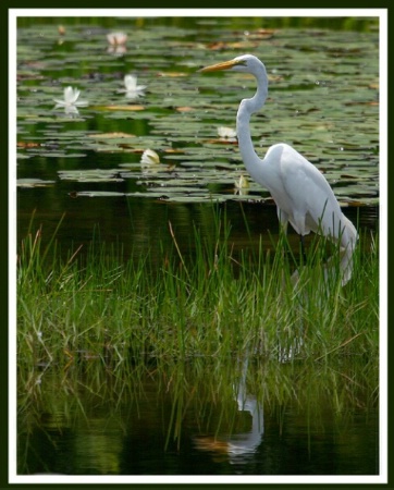 Great White Egret in lilly pond