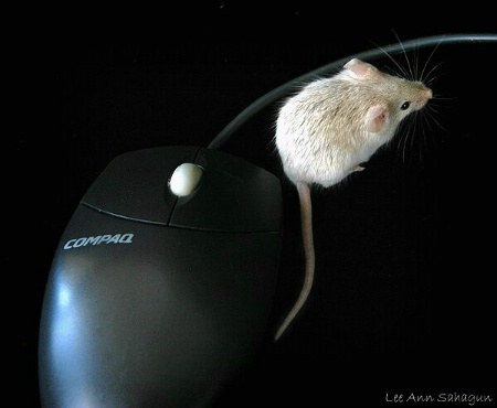 ~Mice~