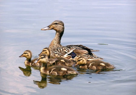 Mother Mallard