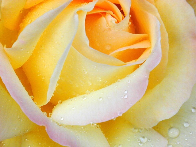 Yellow Rose