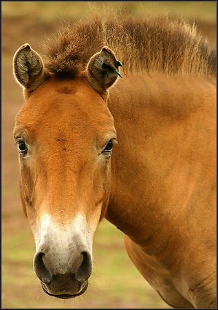 Horse with no name?