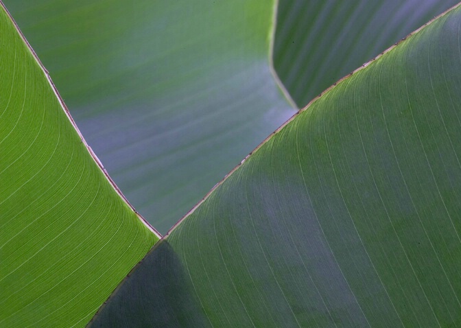 Banana leaf patterns 1