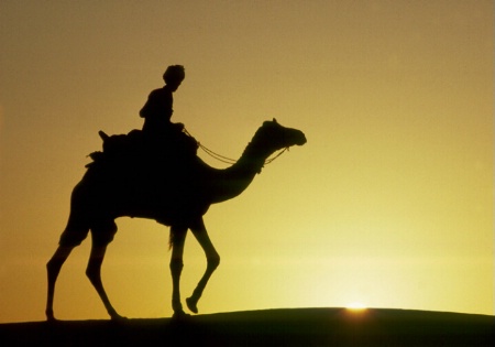 Camel at Sunset, Thar Desert, India