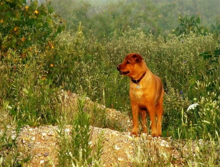 On Rabbit Safari