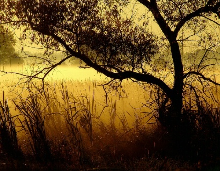 Cattails in The Mist