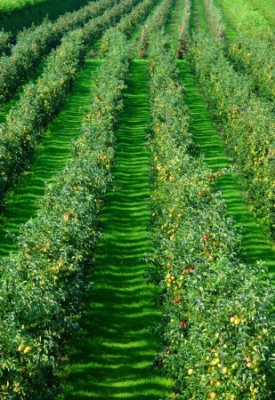 Dwarf apple trees