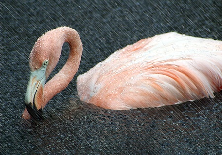Flamingo in The Rain
