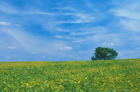 Blue Skies of Summer