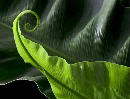 Birdsnest fern curl