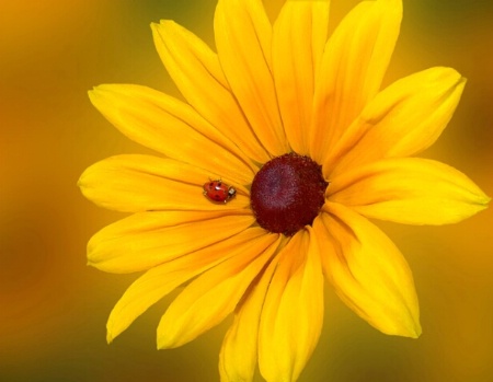 Rudbeckia and The Lady