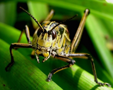 Big Grasshopper