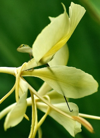 Hiding in the Ginger Lilies