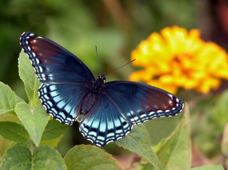 Blue Butterfly