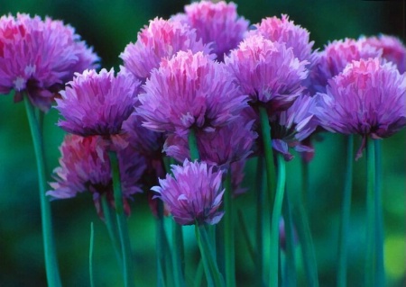 Chives