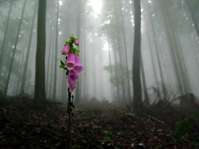 Dark Cold Forest