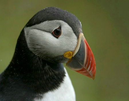 Puffin