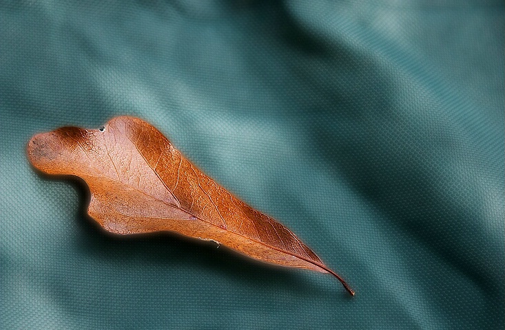 Gilded Leaf