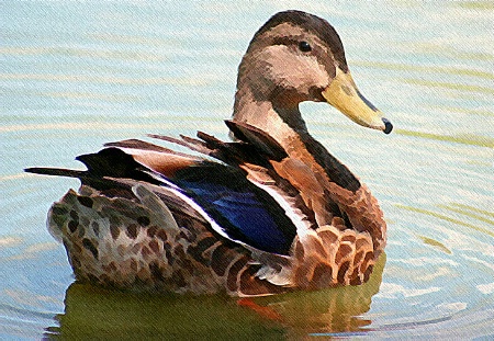 A Painted Mallard