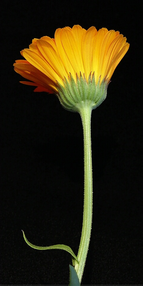 Calendula