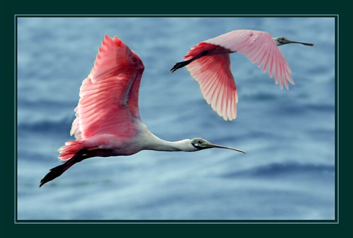 Roseate Spoonbills in Flight