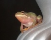 Little Froggy