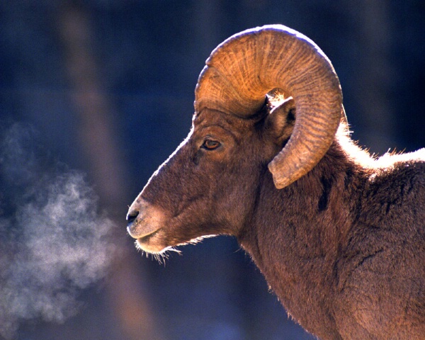 Bighorn Sheep