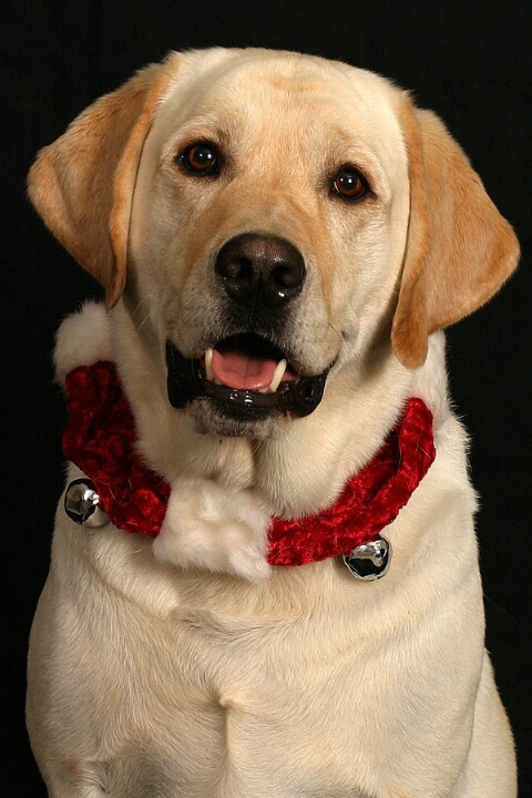 Christmas Lab