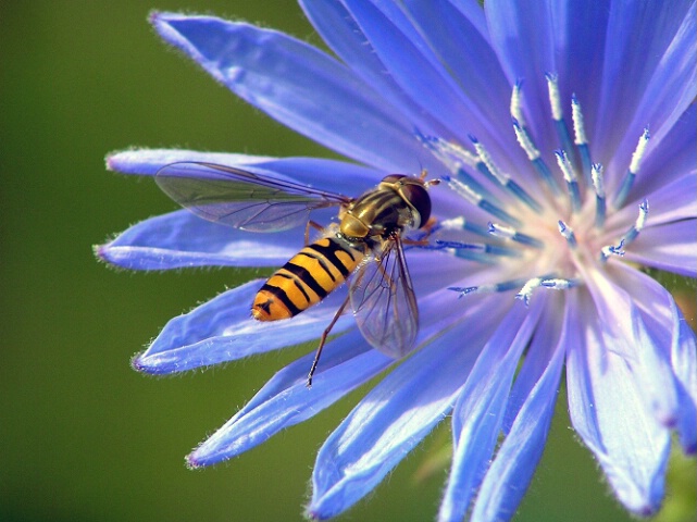 Bee on Blue..