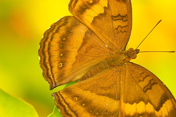 Flying Flower