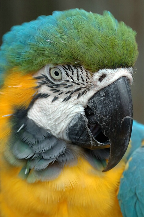 Parrot Portrait  