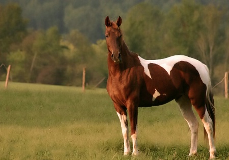 White Saddle