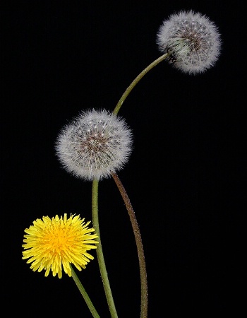 Dandelions