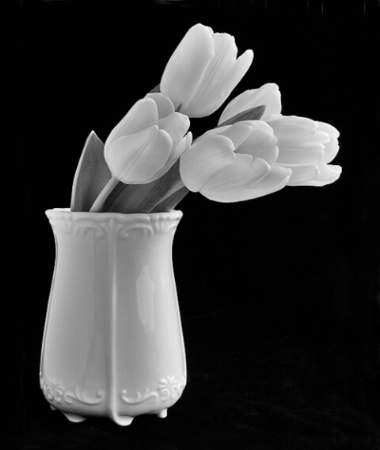 White Tulips