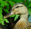 Daffy