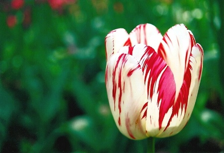 Firey Tulip