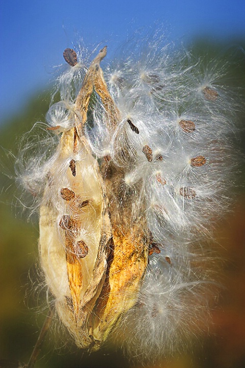 Blowing in the Wind