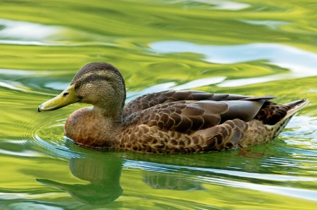 Female Mallard