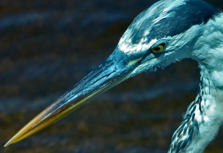 Stiletto Beak and Dagger Eyes