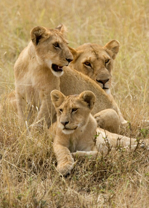 African Lion & Cubs - ID: 544717 © James E. Nelson